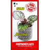 Begonia Pink Panther