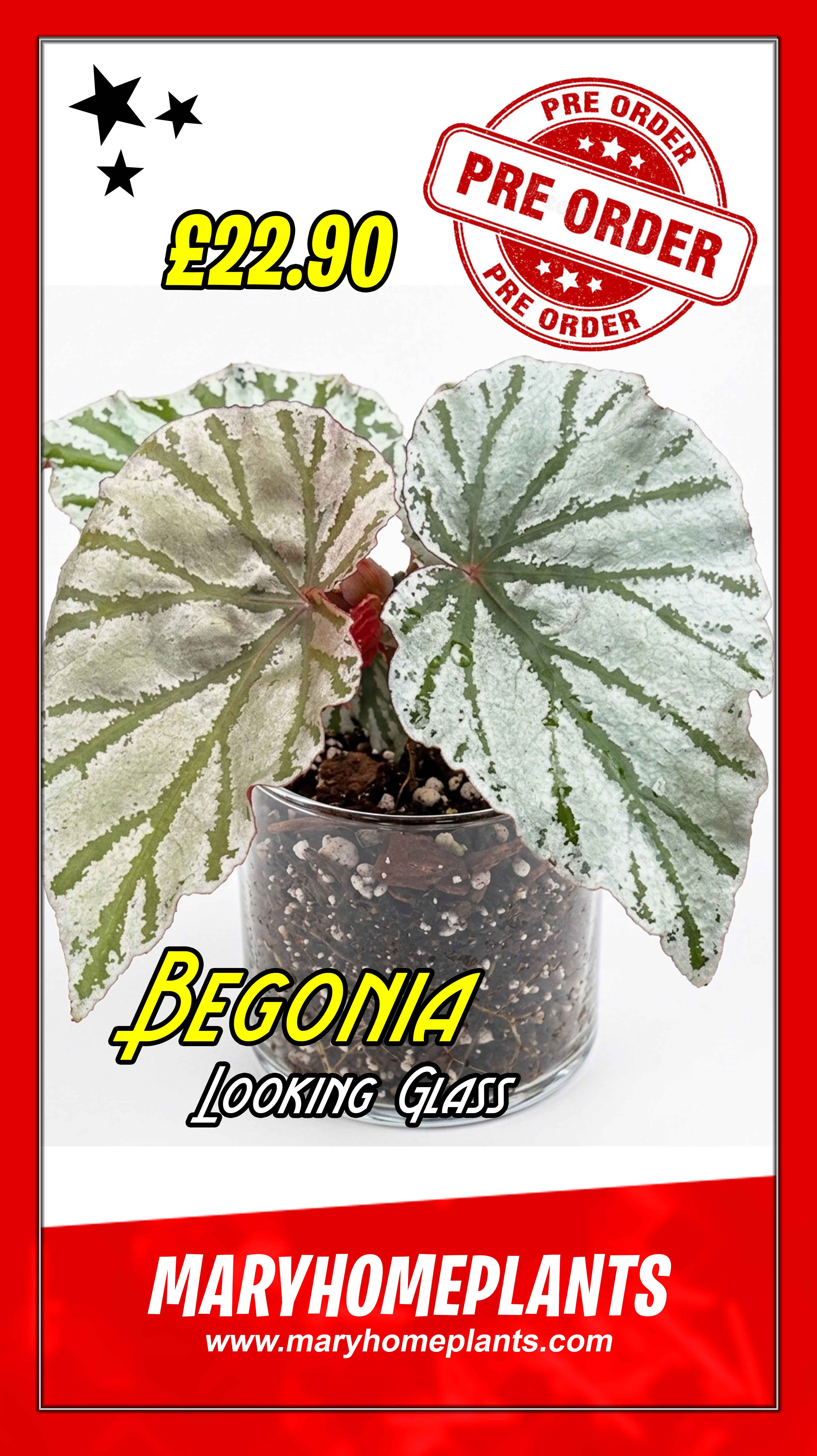 Begonia Looking Glass