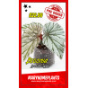 Begonia Looking Glass