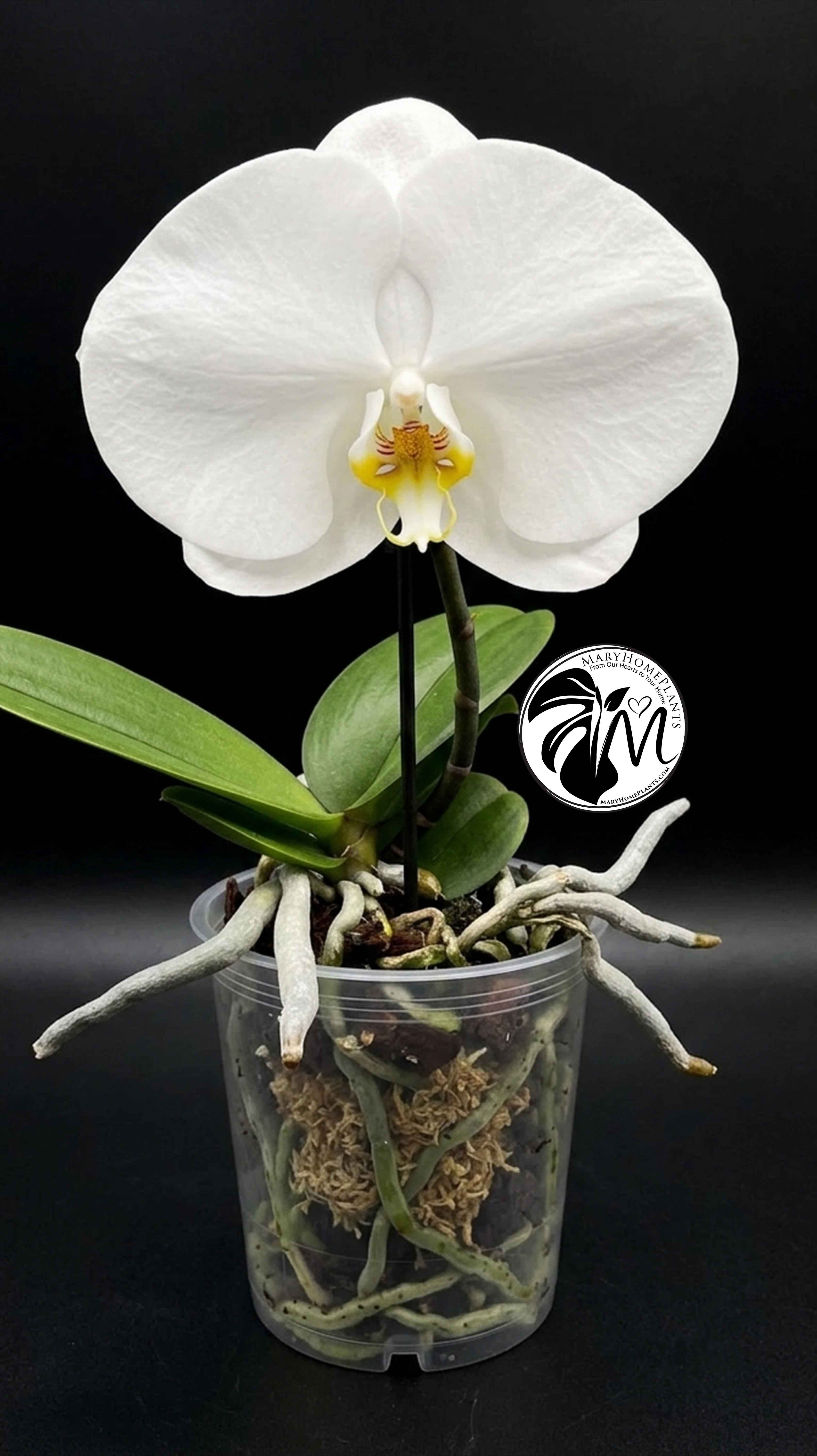 Phalaenopsis Singolo Tosha