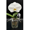 Phalaenopsis Singolo Tosha