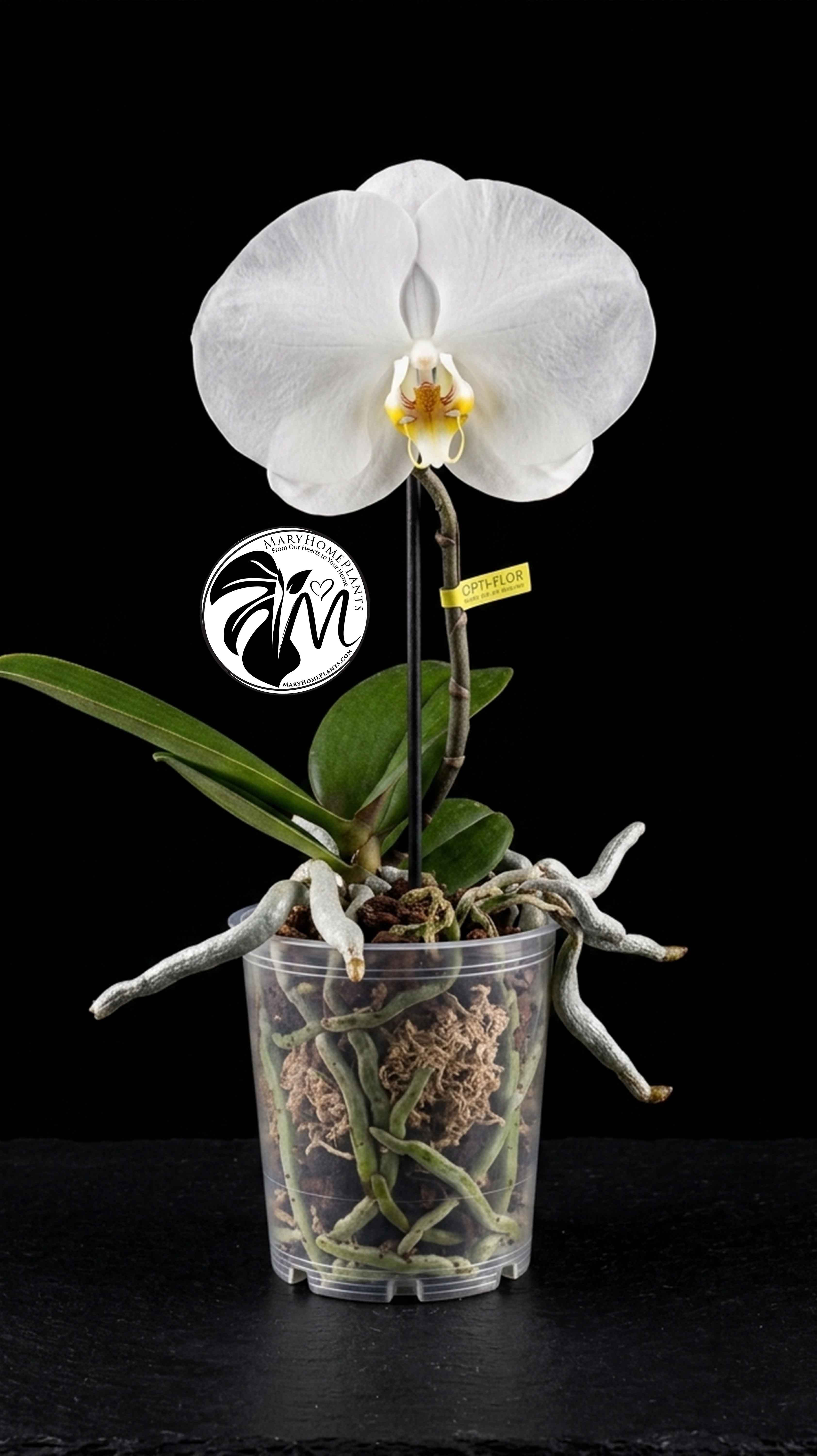 Phalaenopsis Singolo Tosha