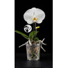 Phalaenopsis Singolo Tosha