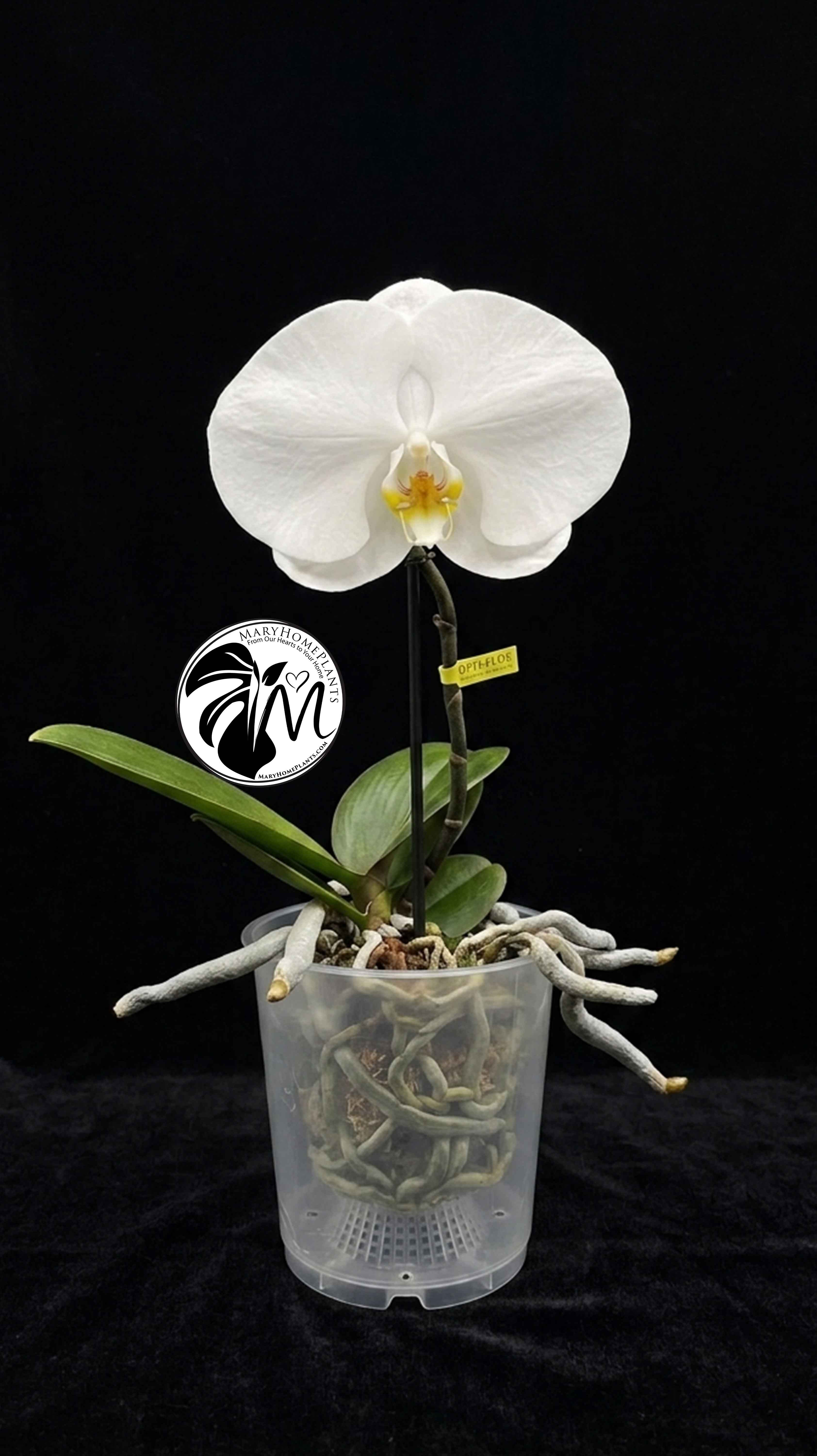 Phalaenopsis Singolo Tosha