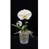 Phalaenopsis Singolo Tosha