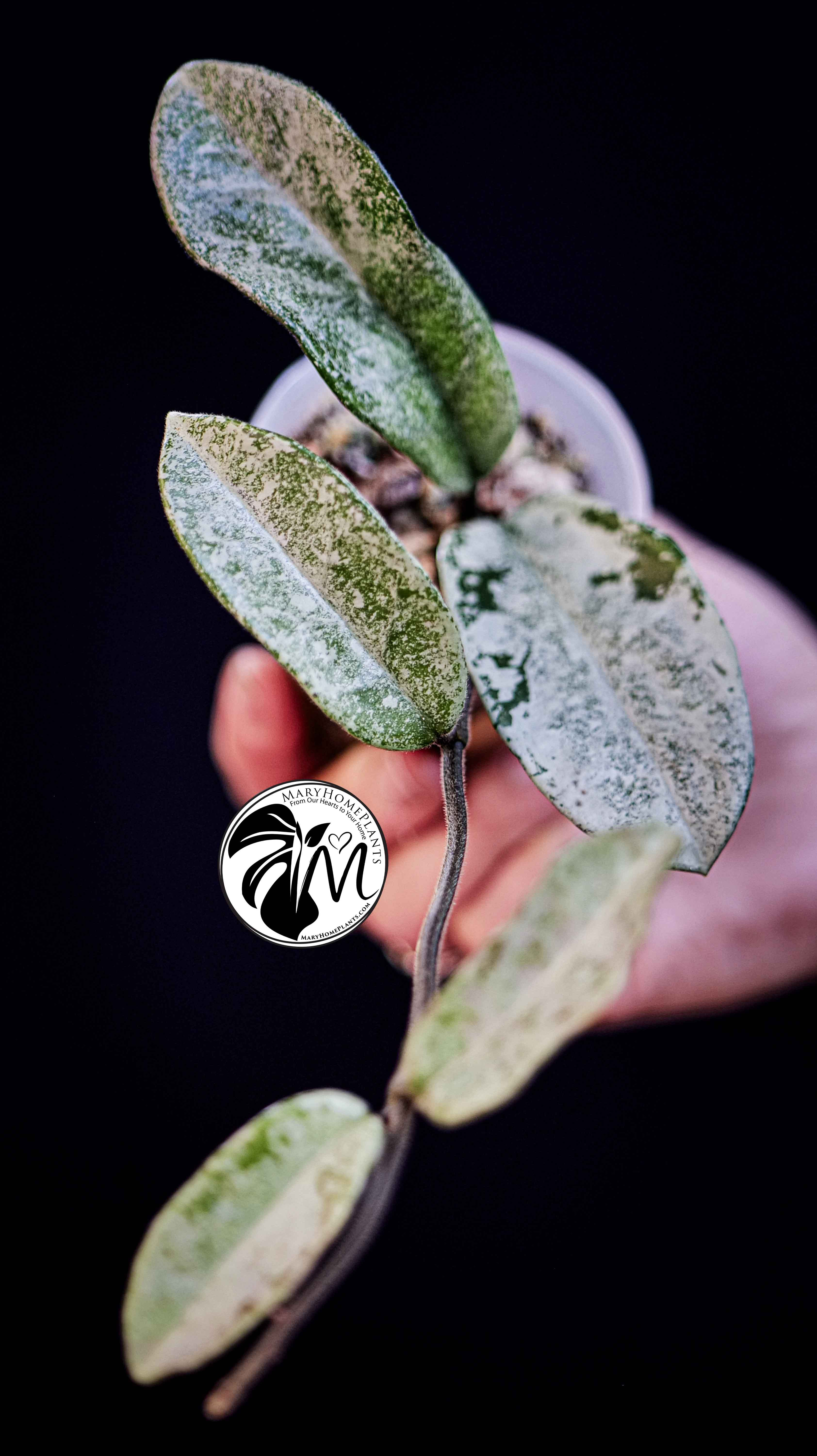 Hoya Grey Ghost