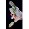 Hoya Grey Ghost