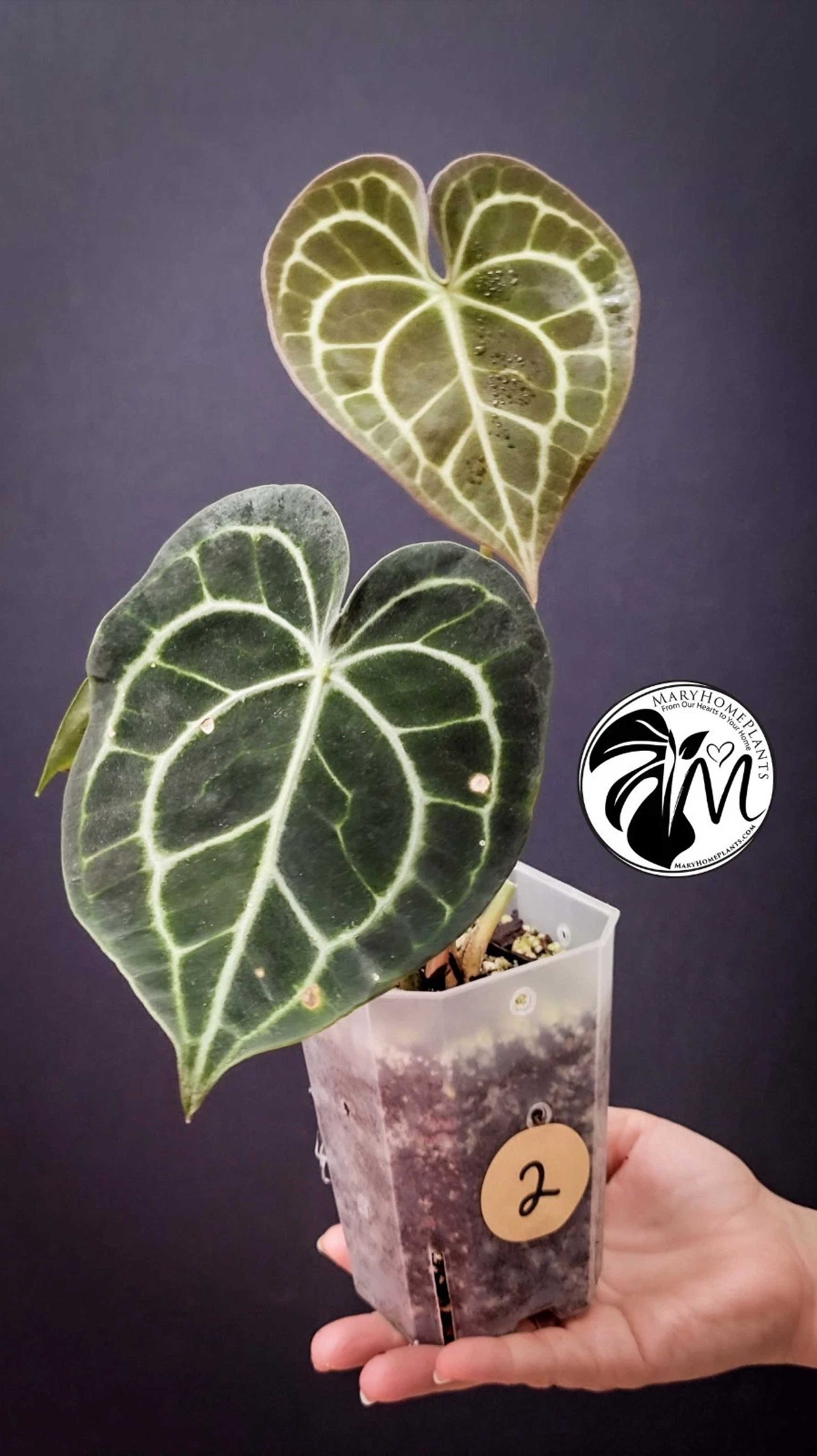 Anthurium Clarinervium