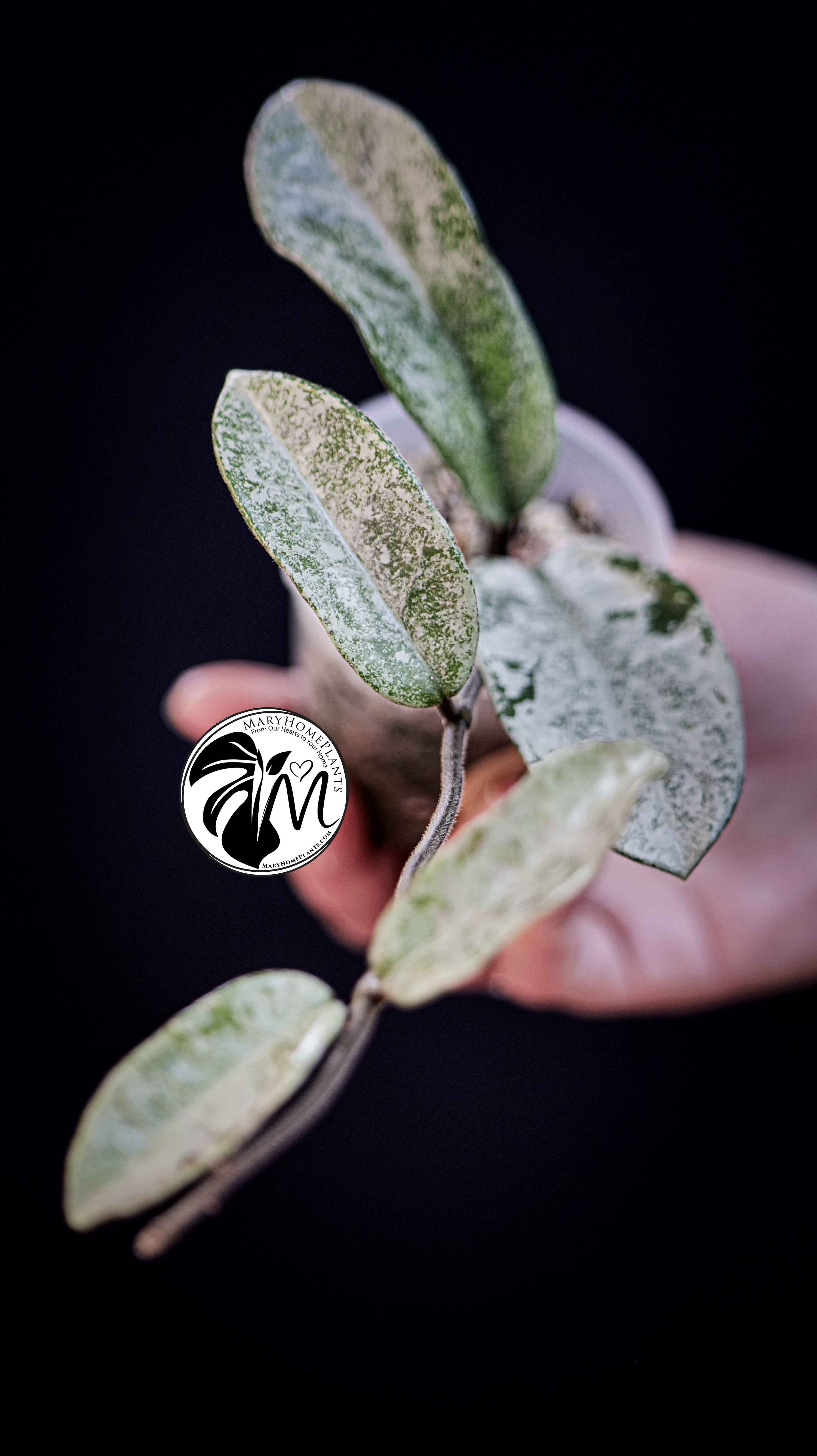 Hoya Grey Ghost