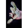 Hoya Grey Ghost
