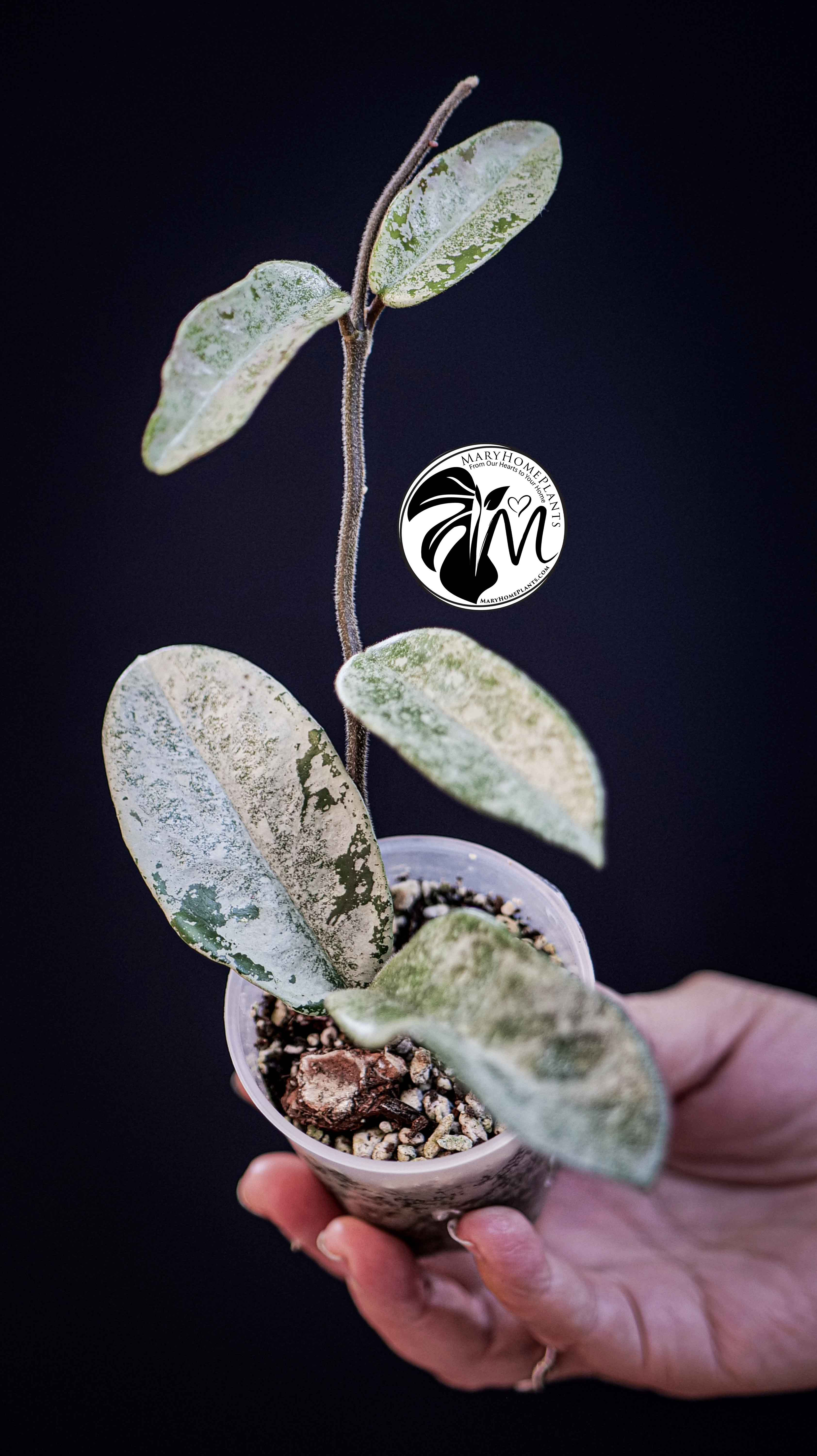 Hoya Grey Ghost