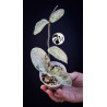 Hoya Grey Ghost