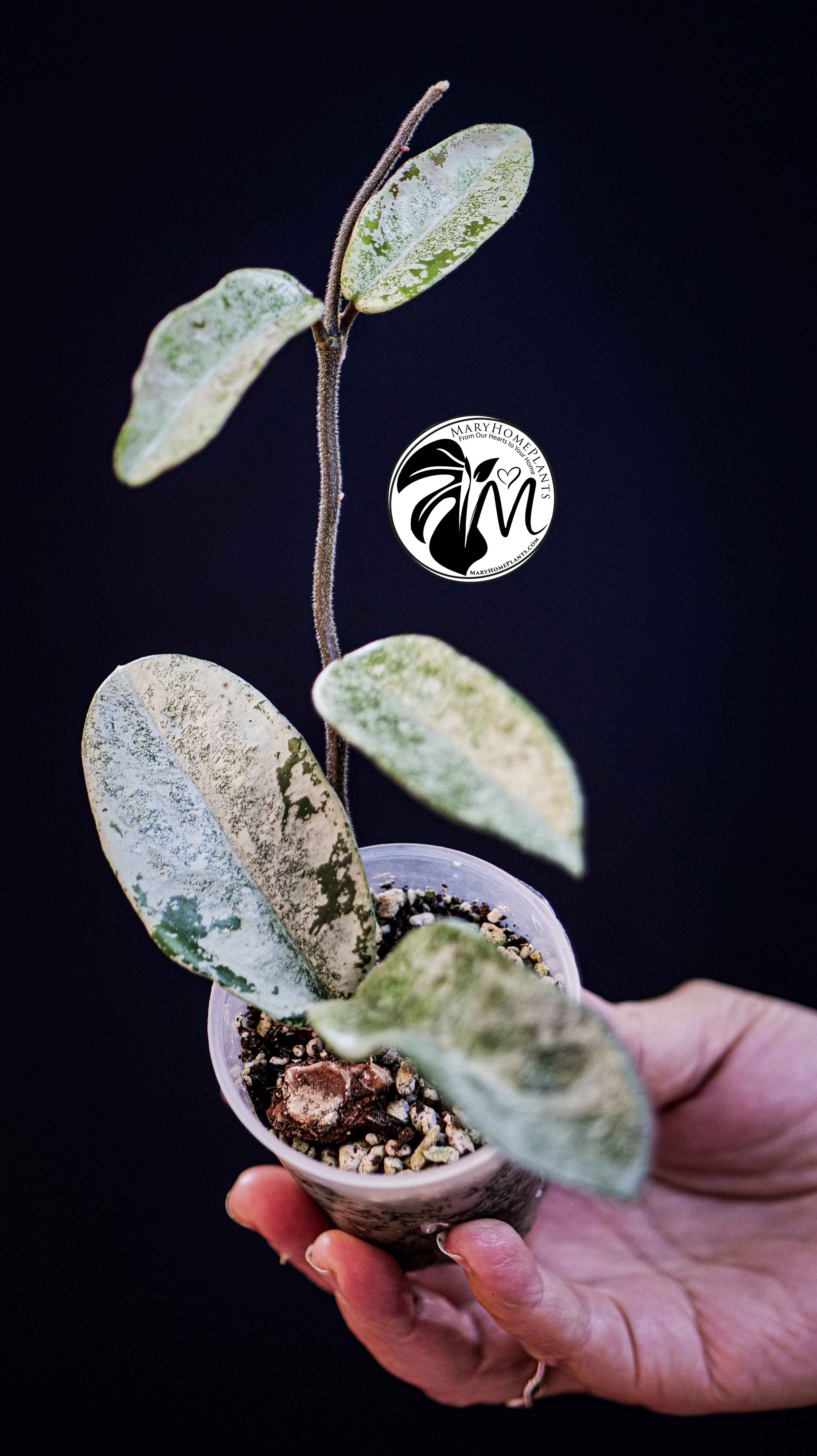 Hoya Grey Ghost