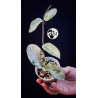 Hoya Grey Ghost