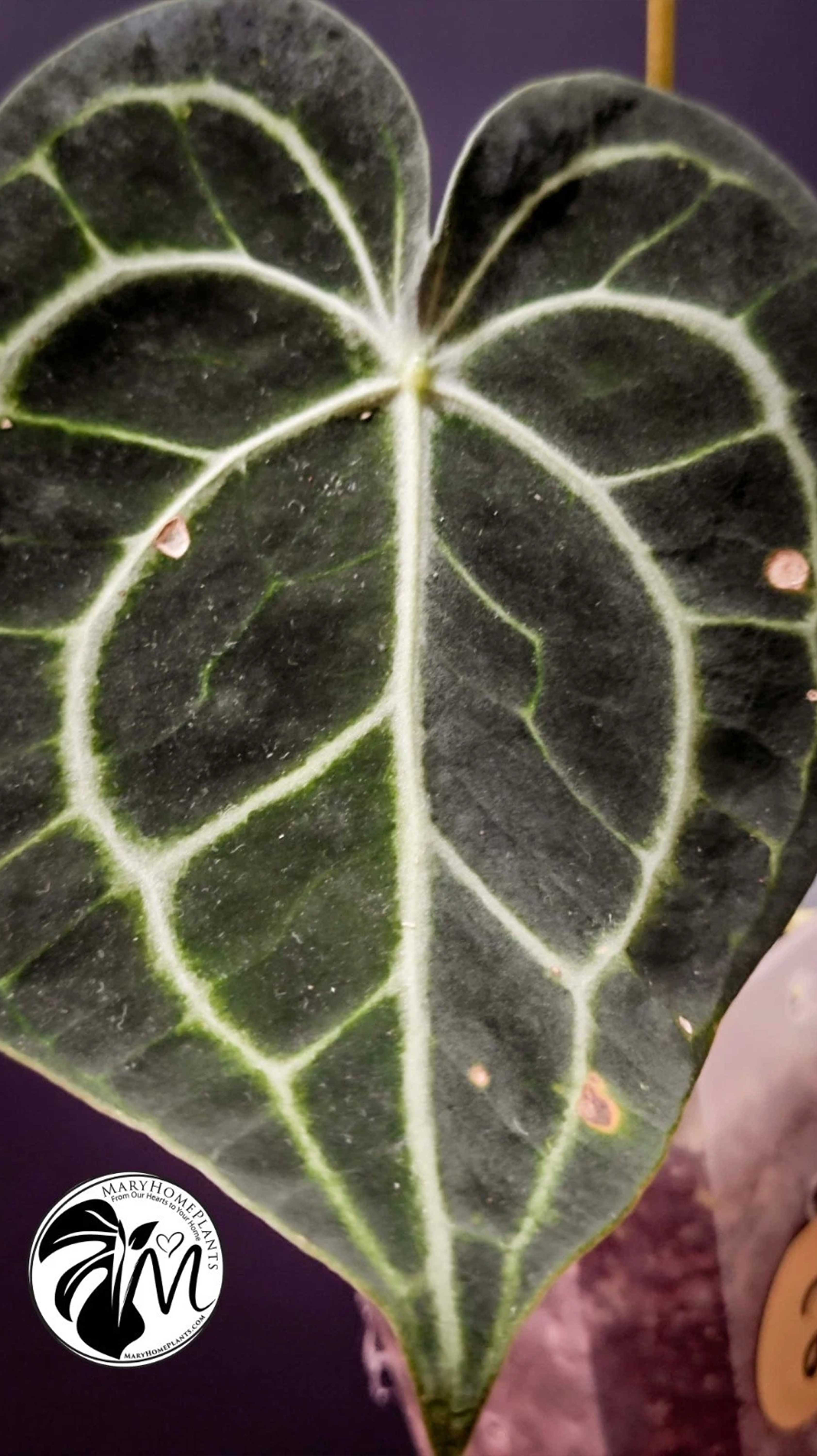 Anthurium Clarinervium