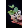 Hoya Polyneura