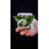Hoya Polyneura