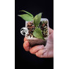 Hoya Polyneura