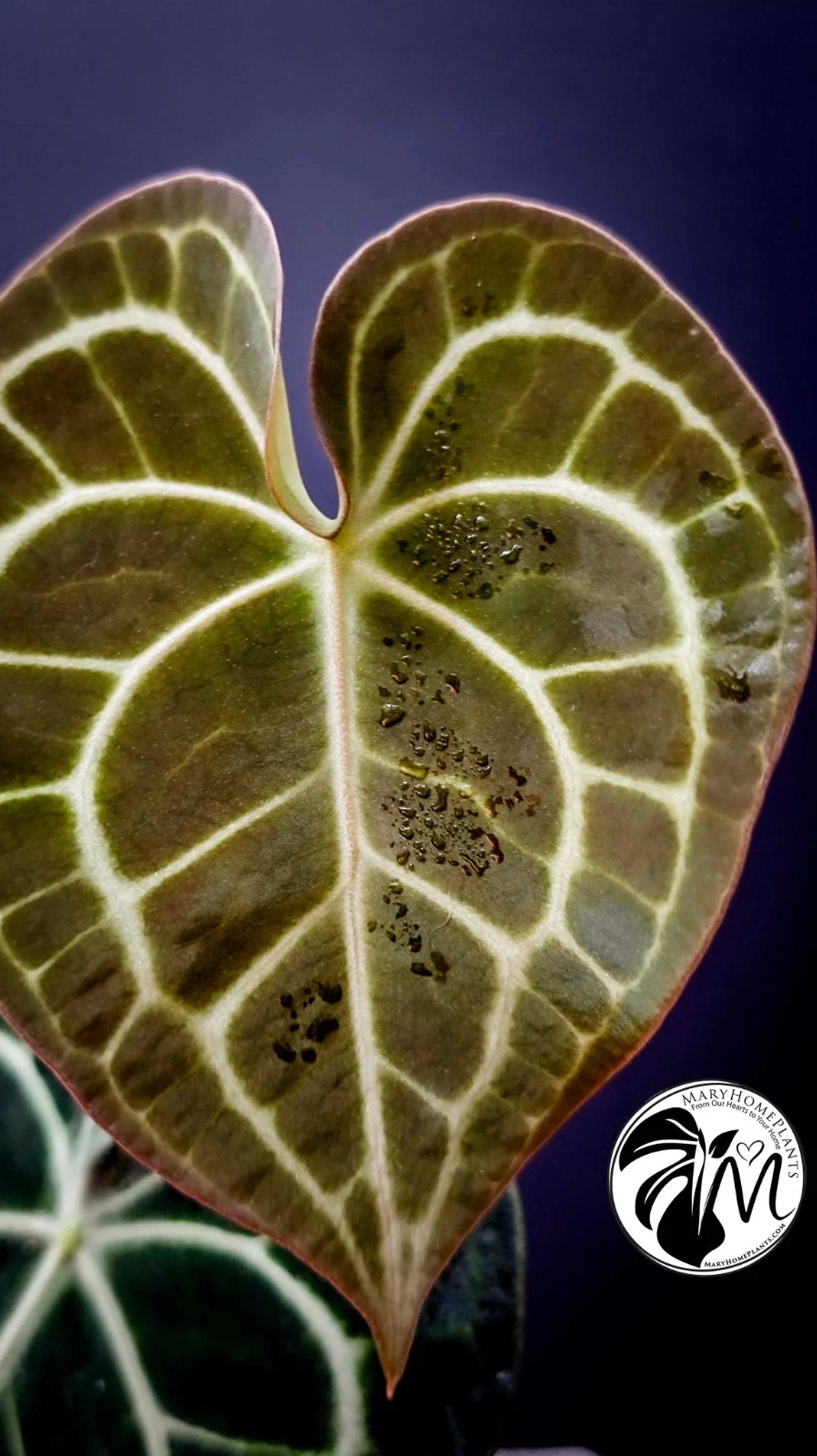 Anthurium Clarinervium