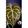 Anthurium Clarinervium