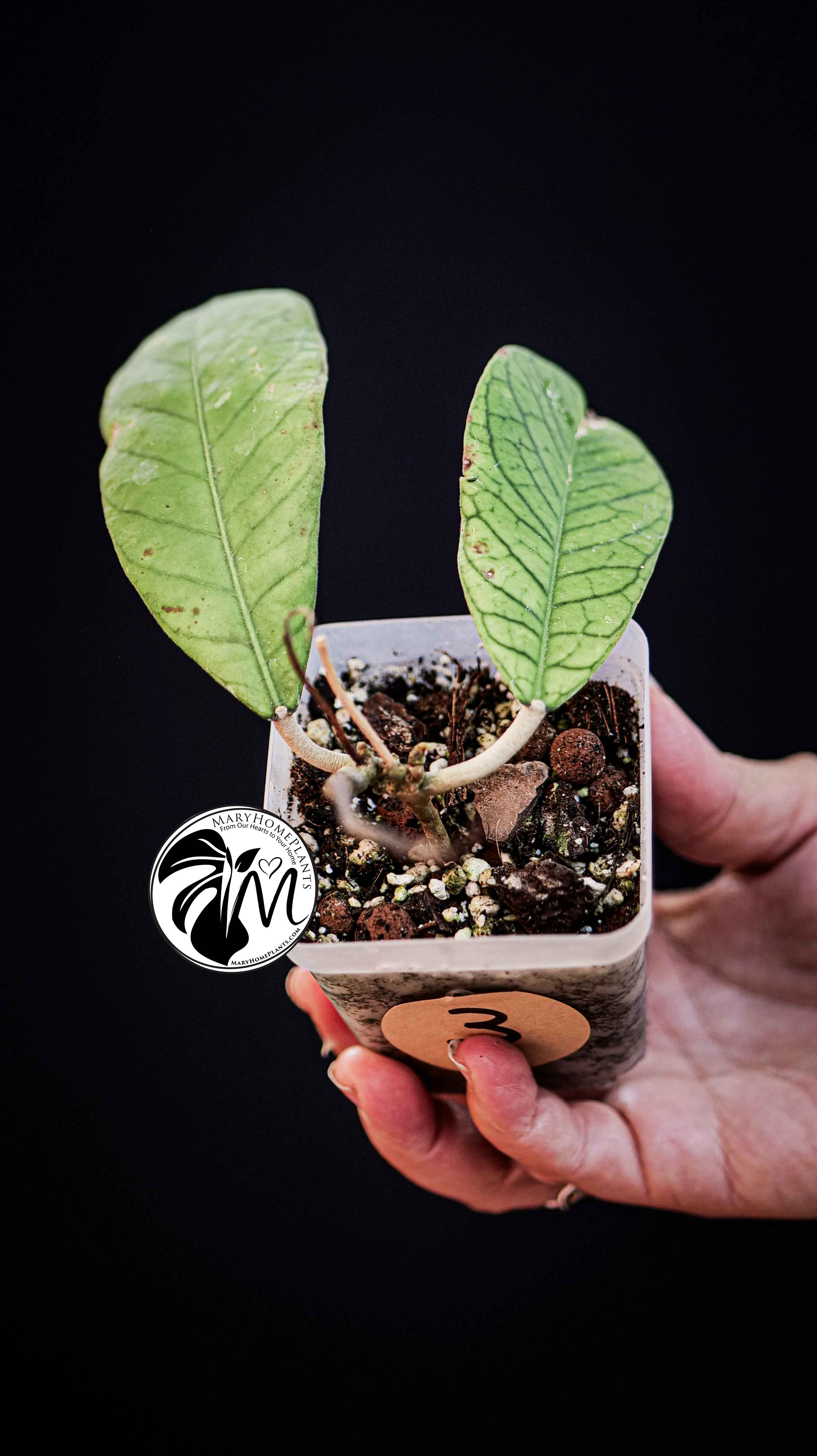 Hoya Sabah