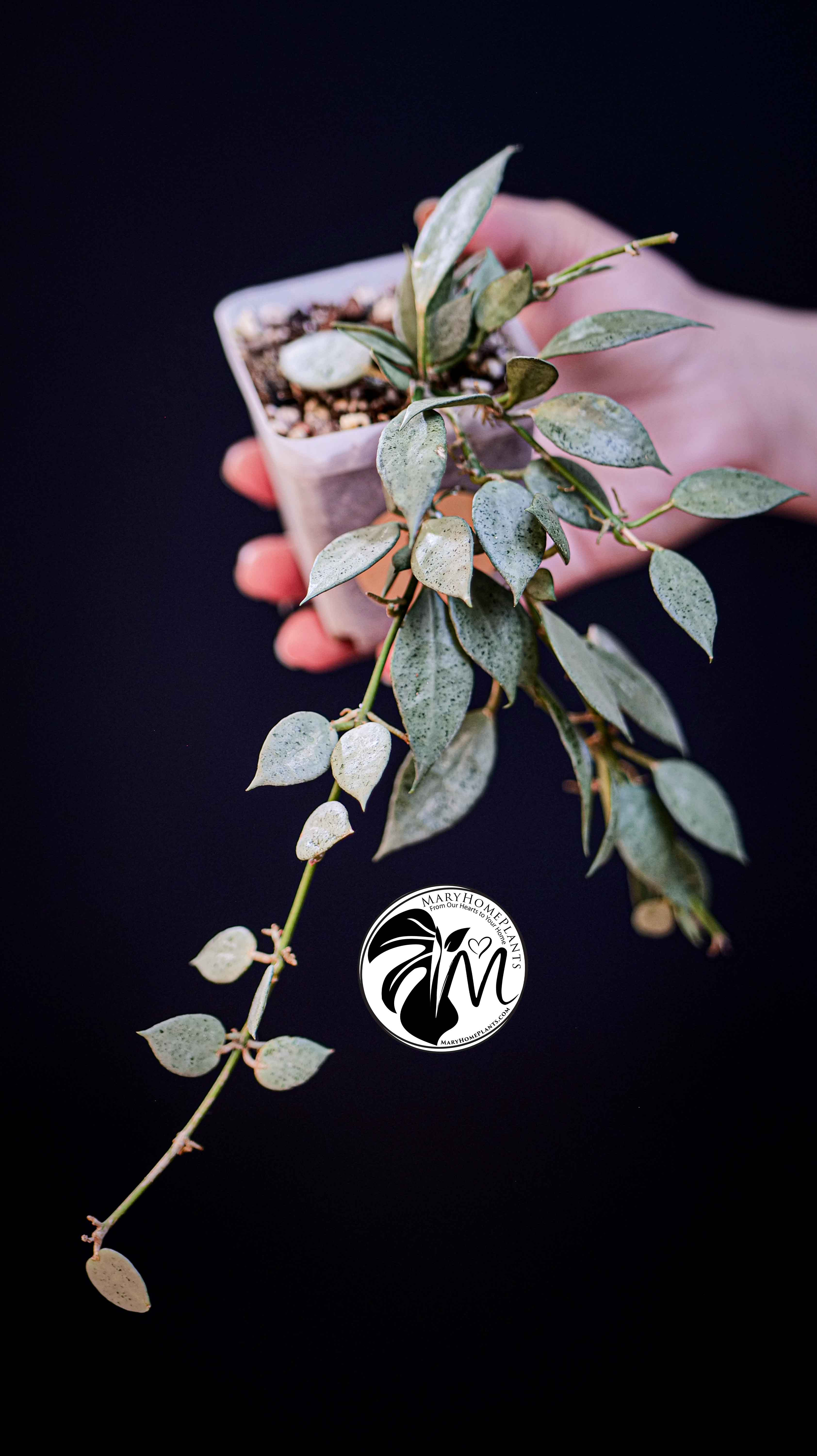 Hoya Lacunosa Silver