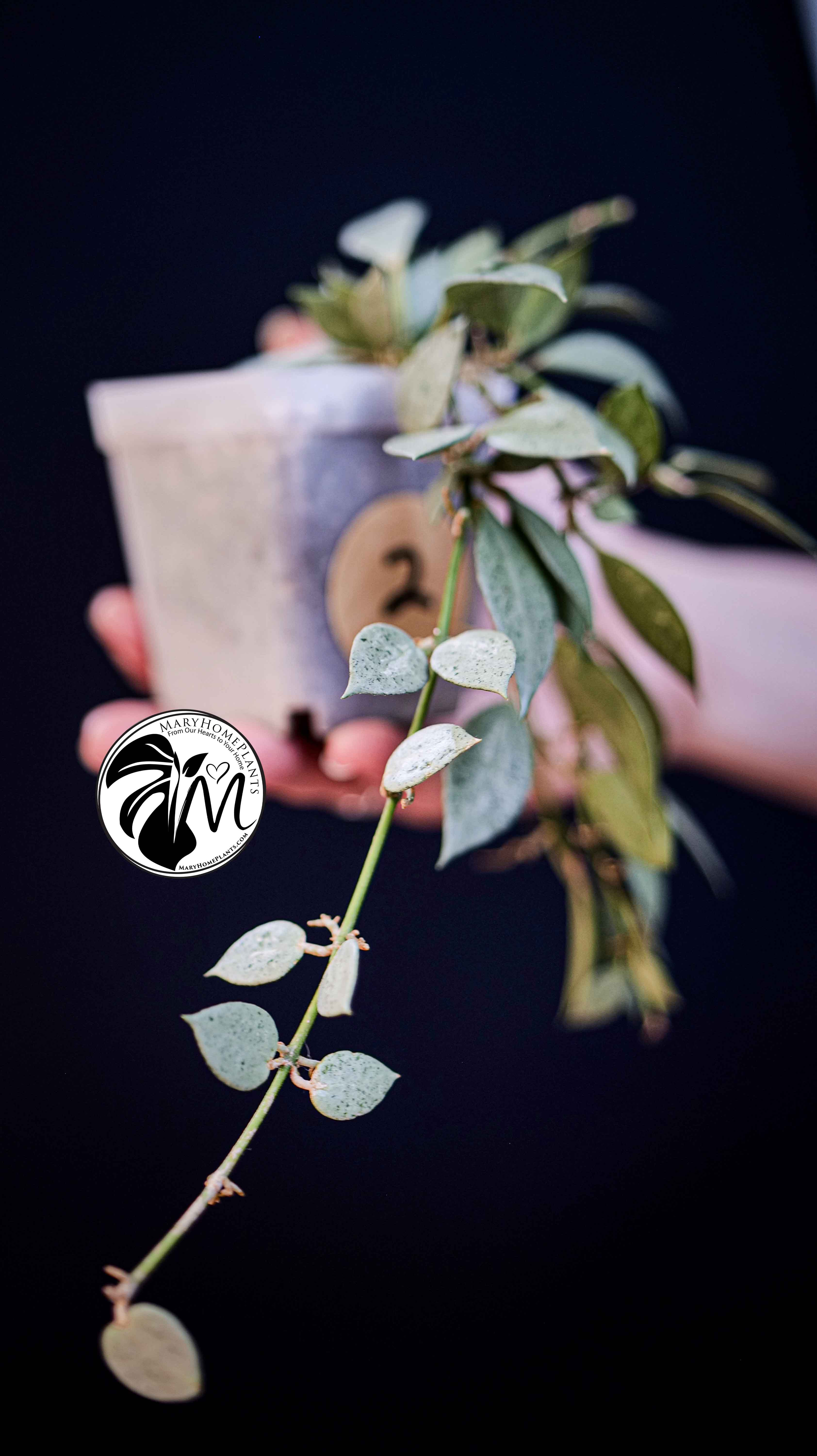 Hoya Lacunosa Silver