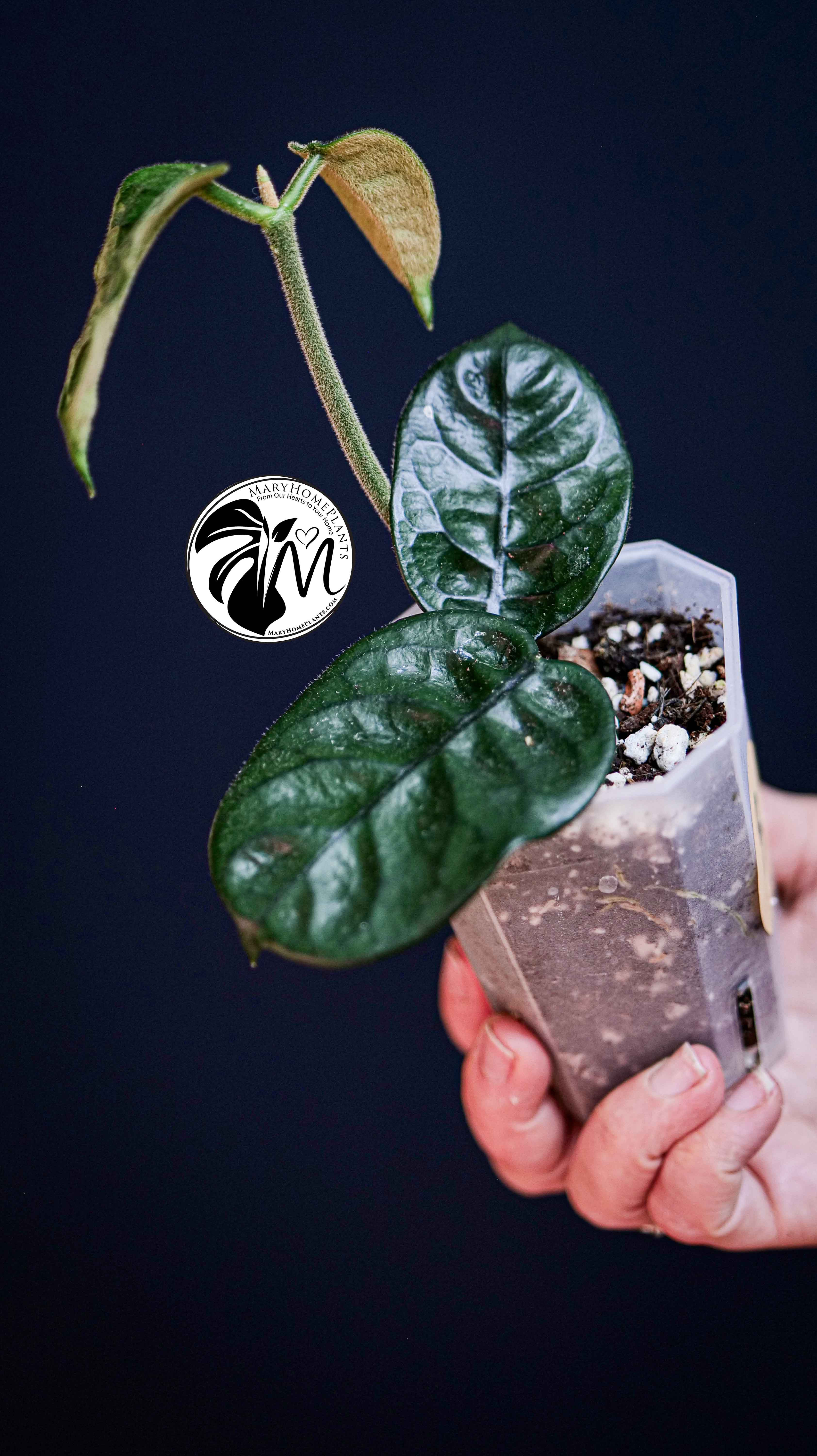 Hoya Villosa
