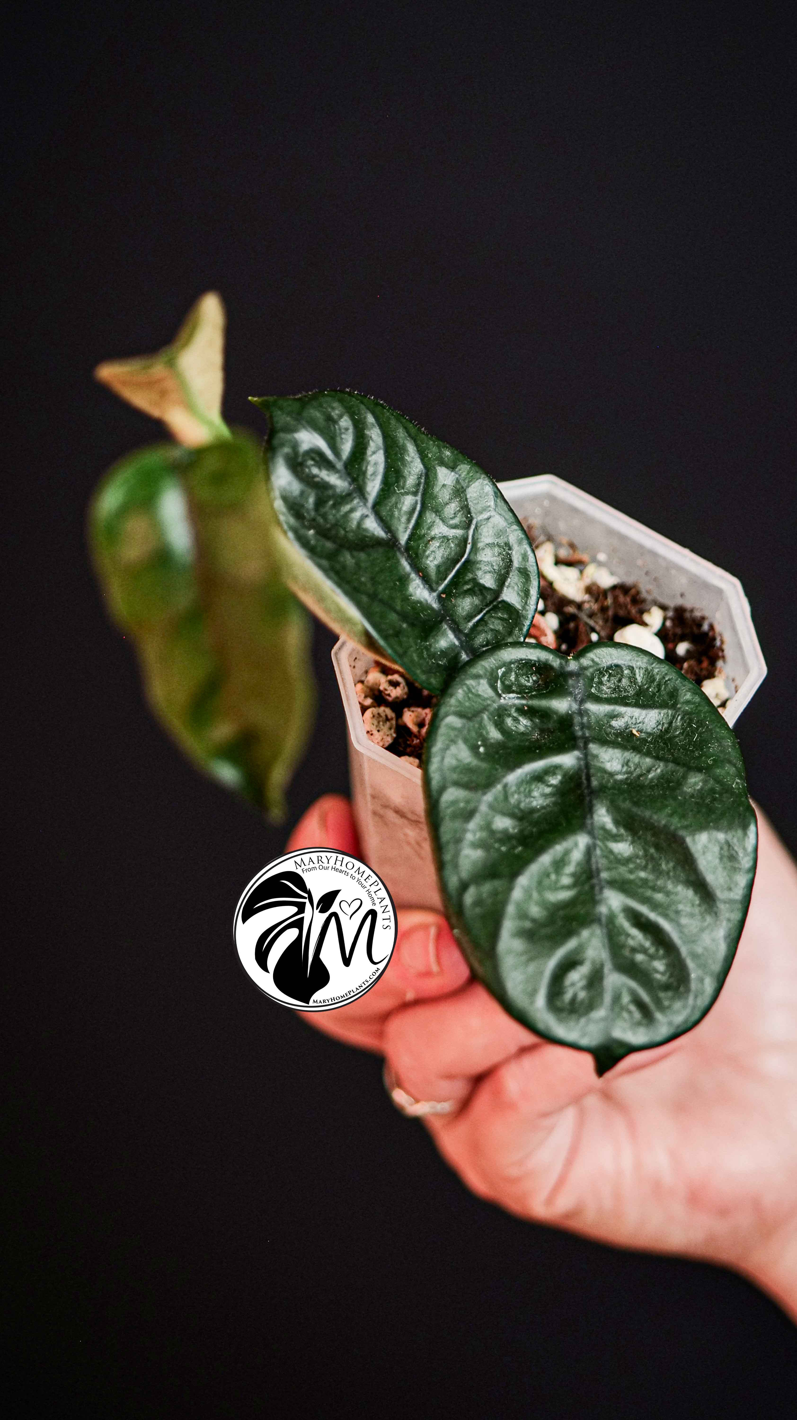 Hoya Villosa