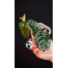 Hoya Villosa