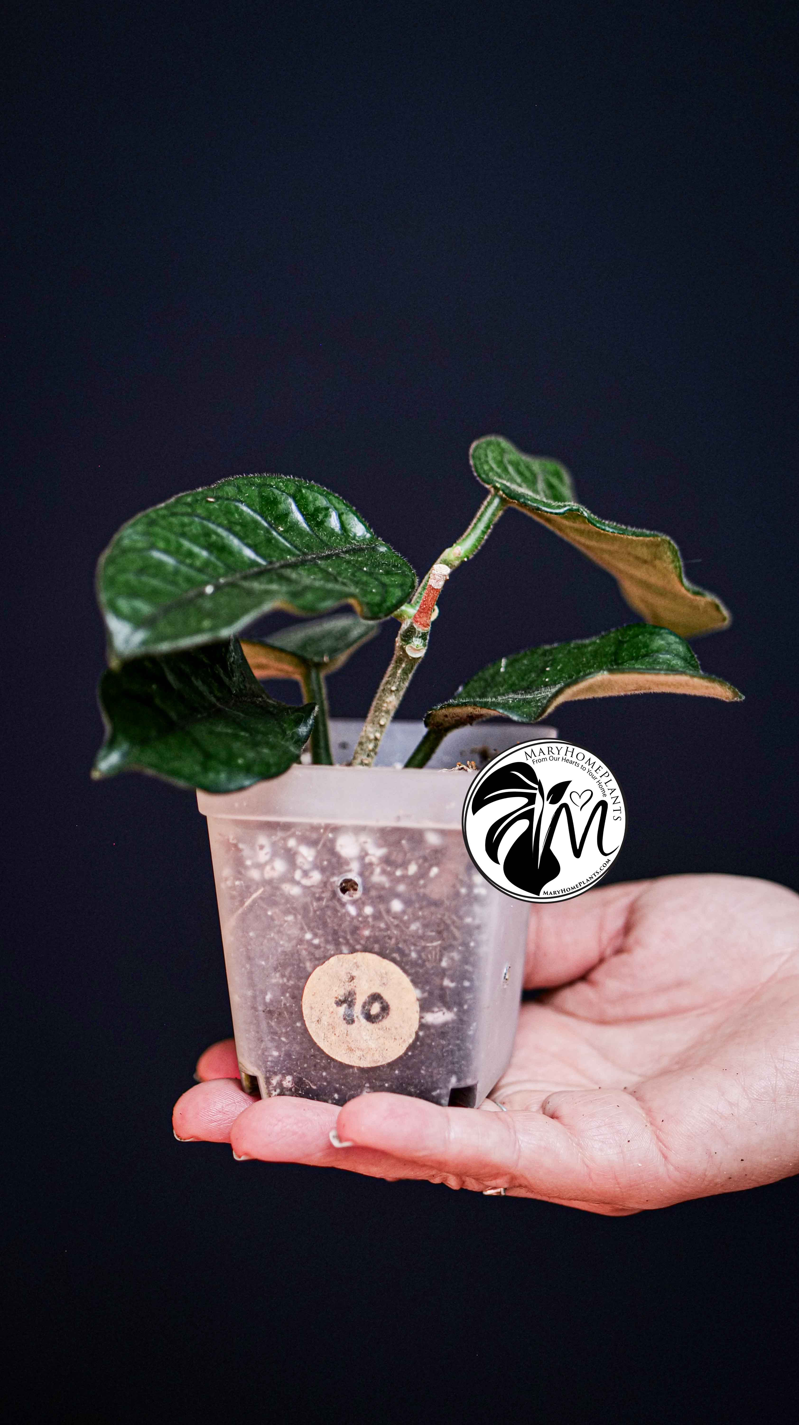 Hoya Villosa
