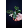 Hoya Villosa