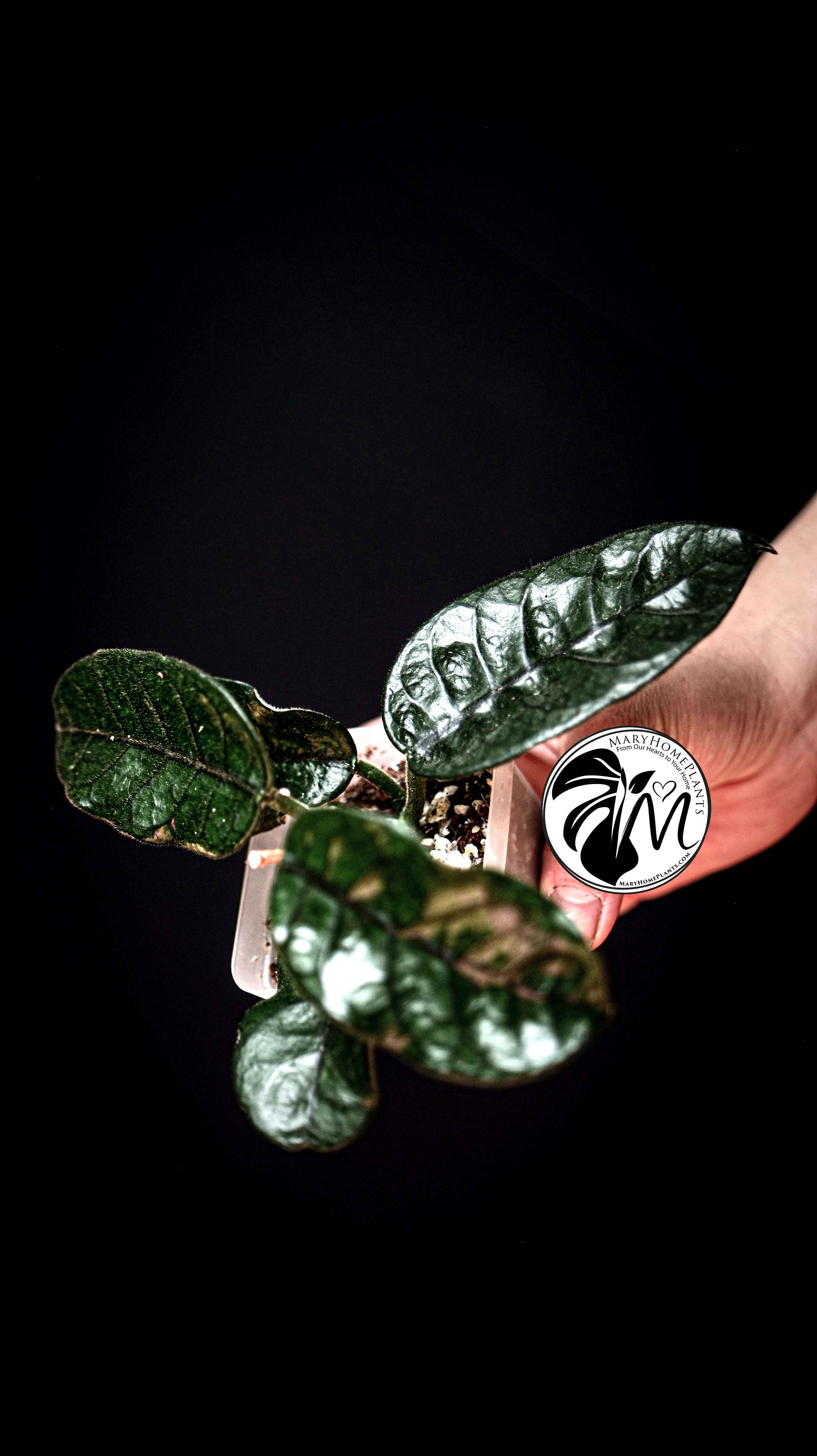 Hoya Villosa