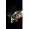Hoya Villosa