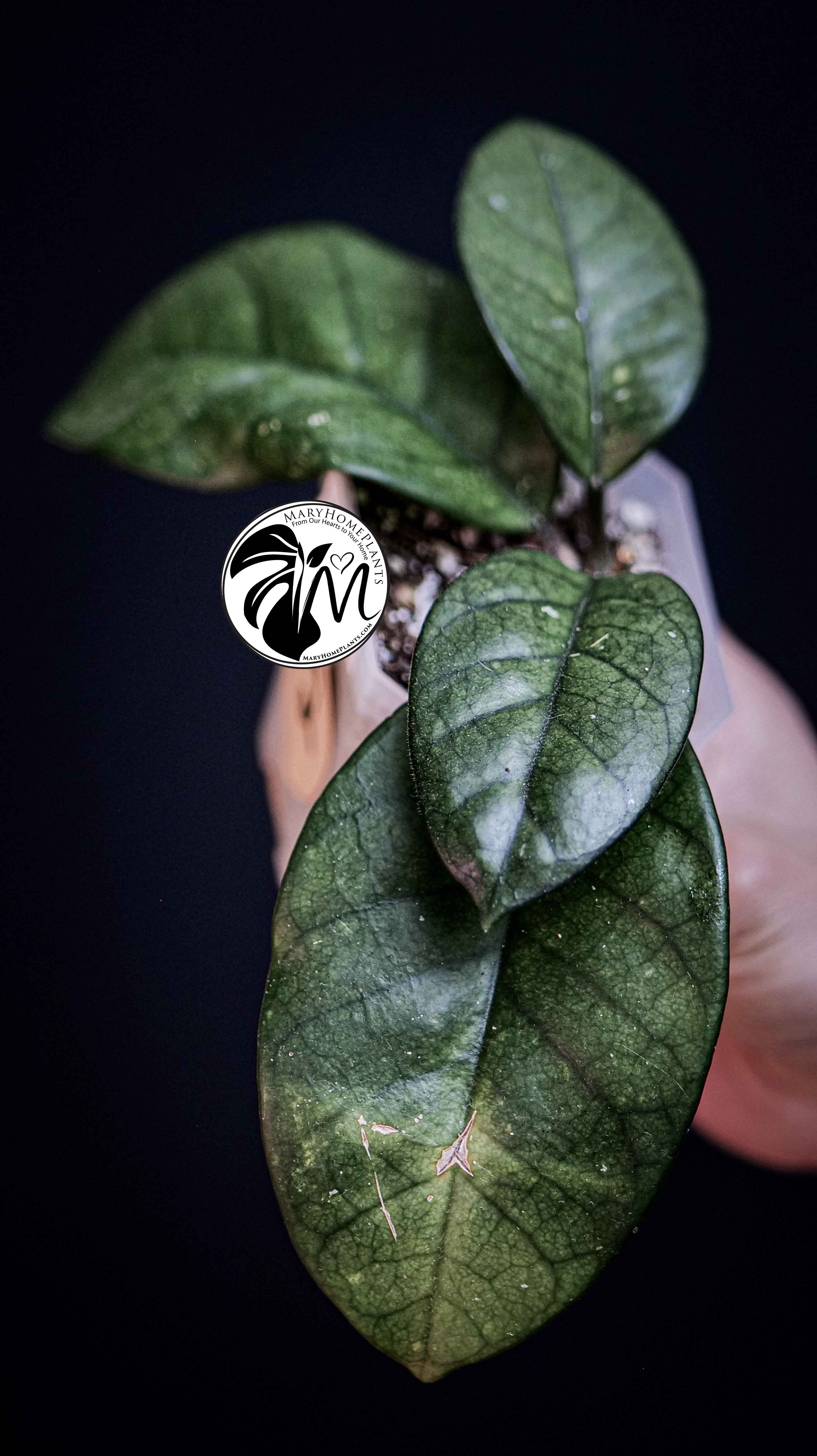 Hoya Motoskei