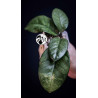 Hoya Motoskei