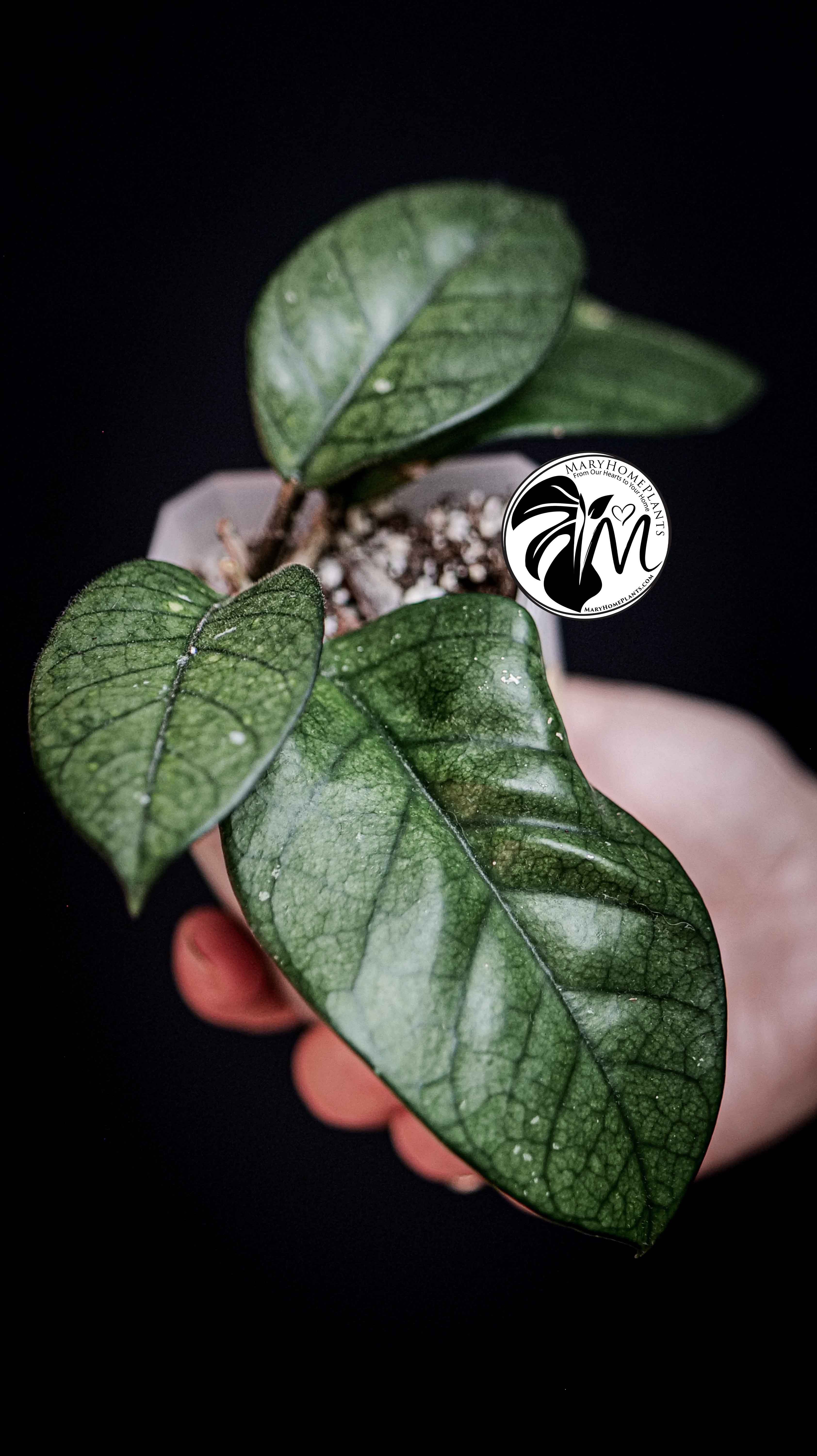 Hoya Motoskei