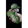Hoya Motoskei