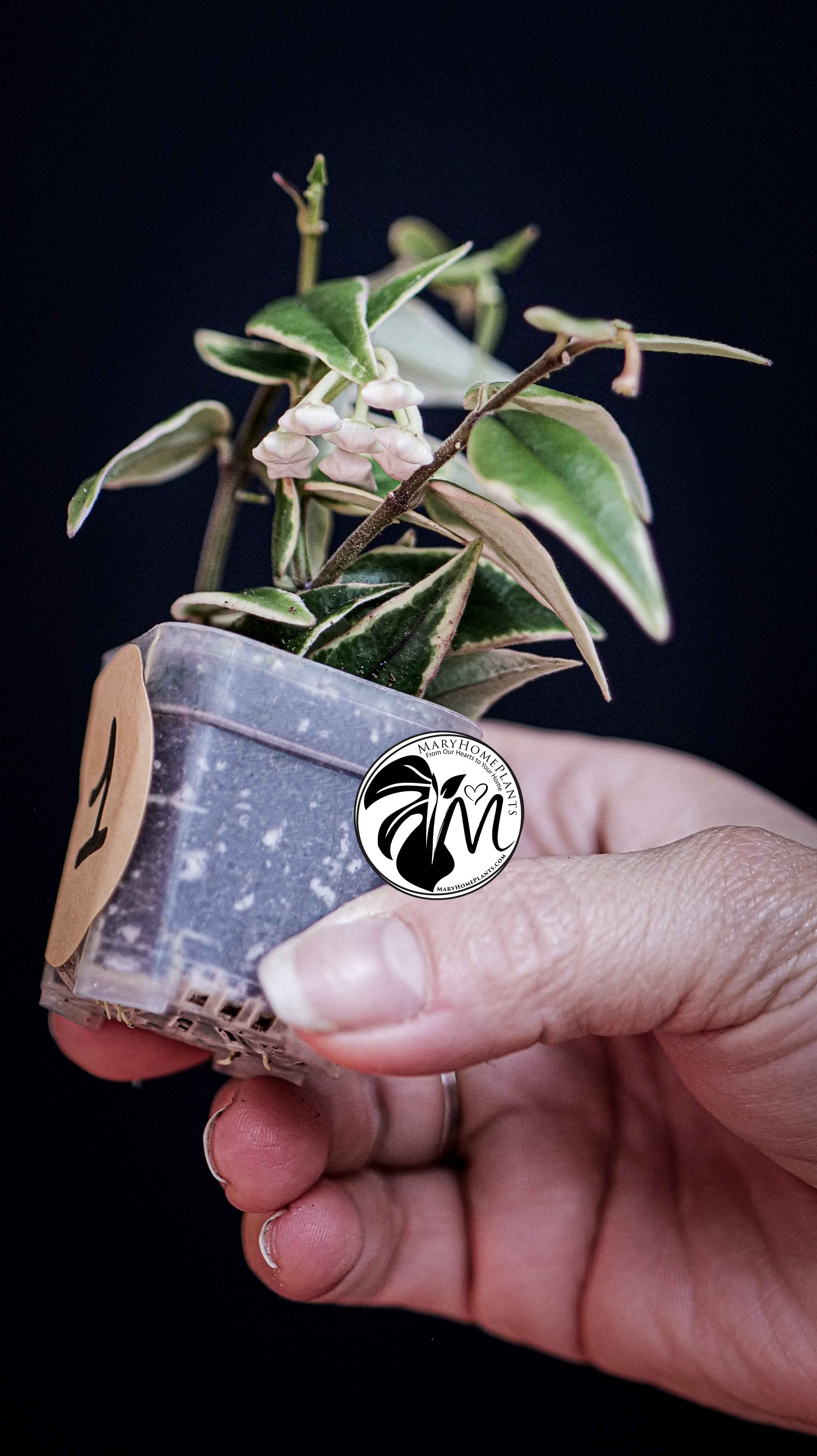 Hoya Bella Albo Variegated