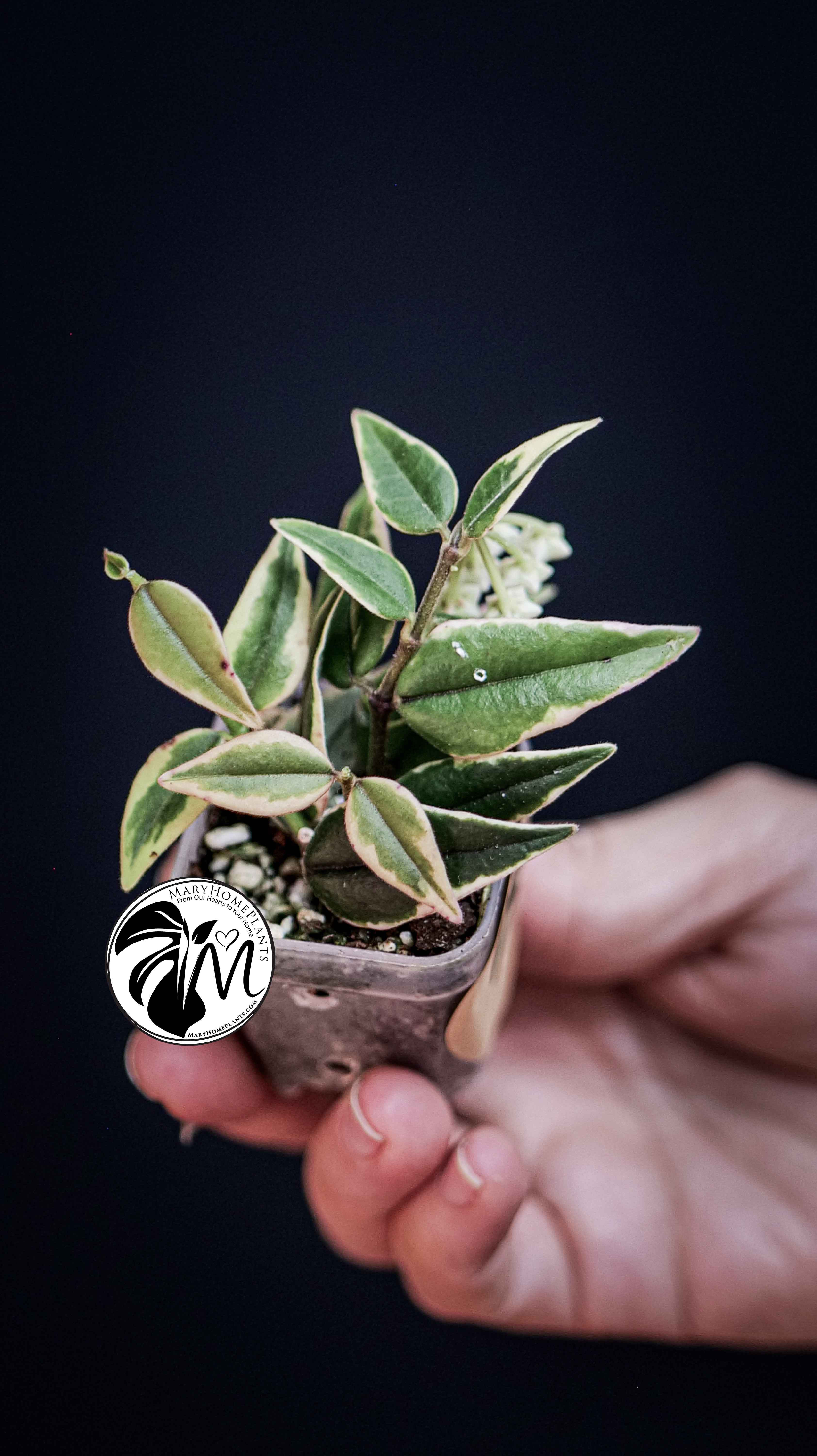Hoya Bella Albo Variegated
