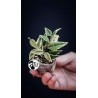 Hoya Bella Albo Variegated