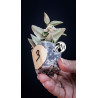 Hoya Bella Albo Variegated