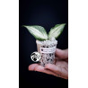 Hoya Polyneura Inner Variegated