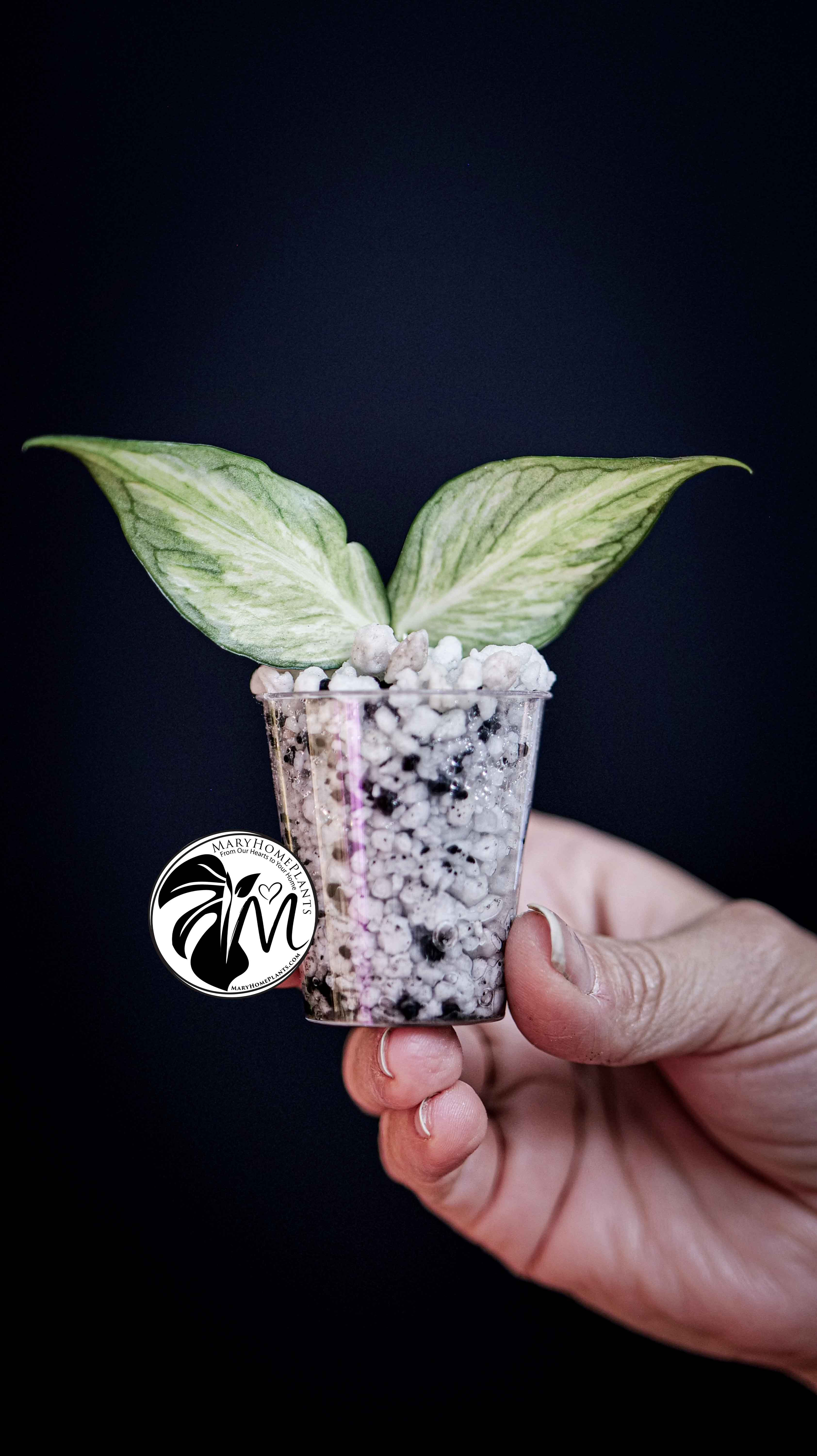 Hoya Polyneura Inner Variegated