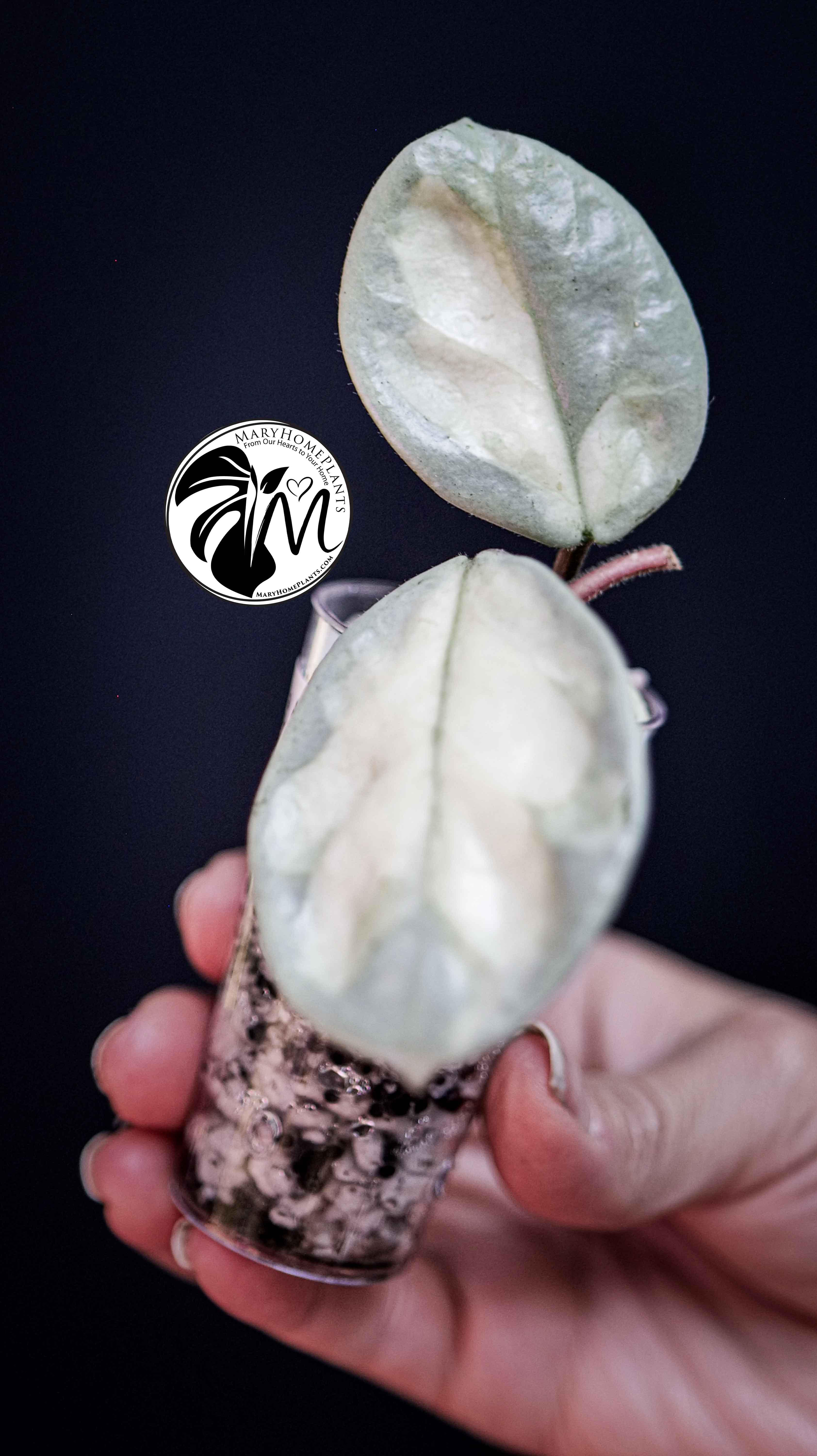 Hoya Argentea Princess