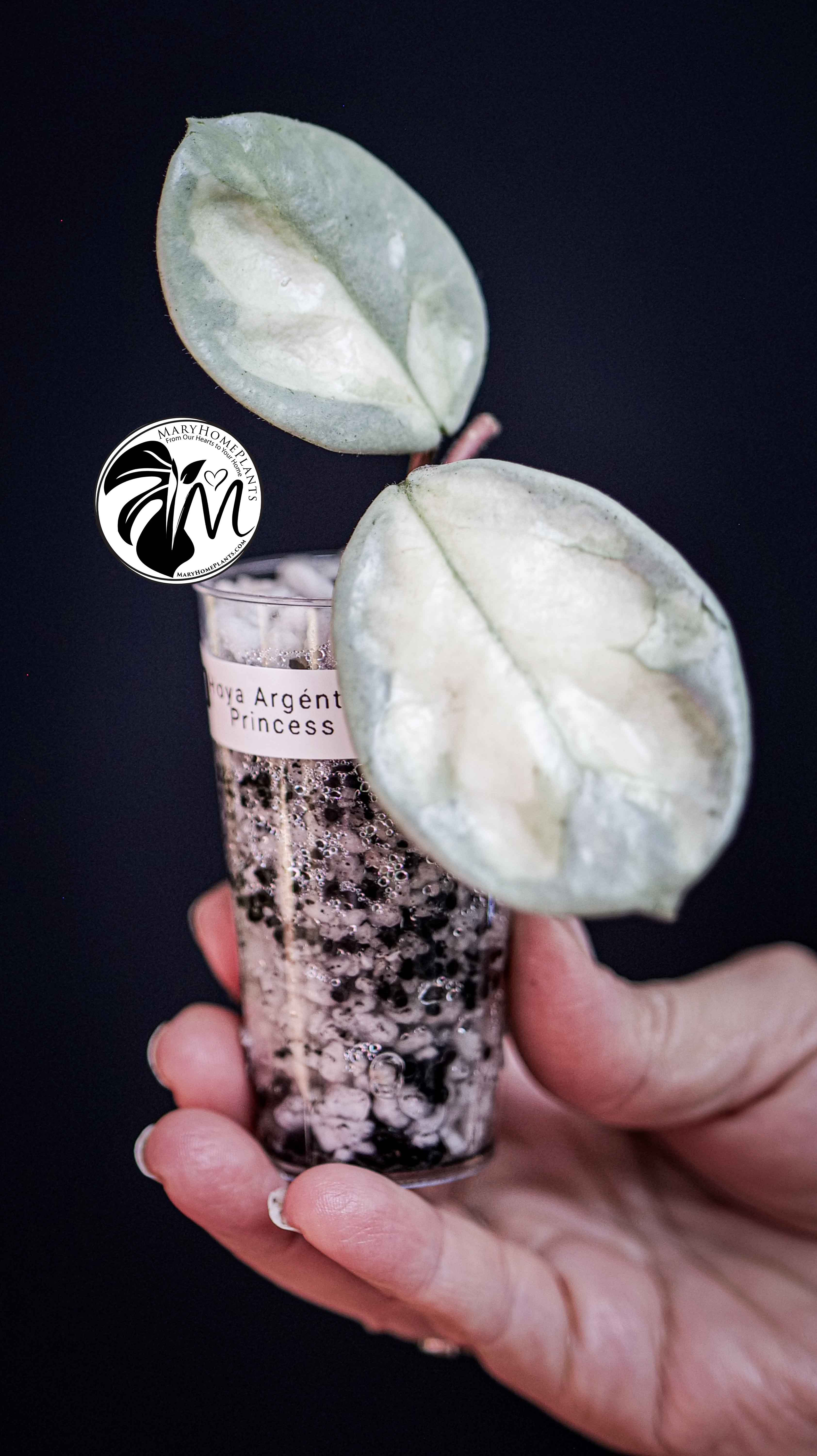 Hoya Argentea Princess