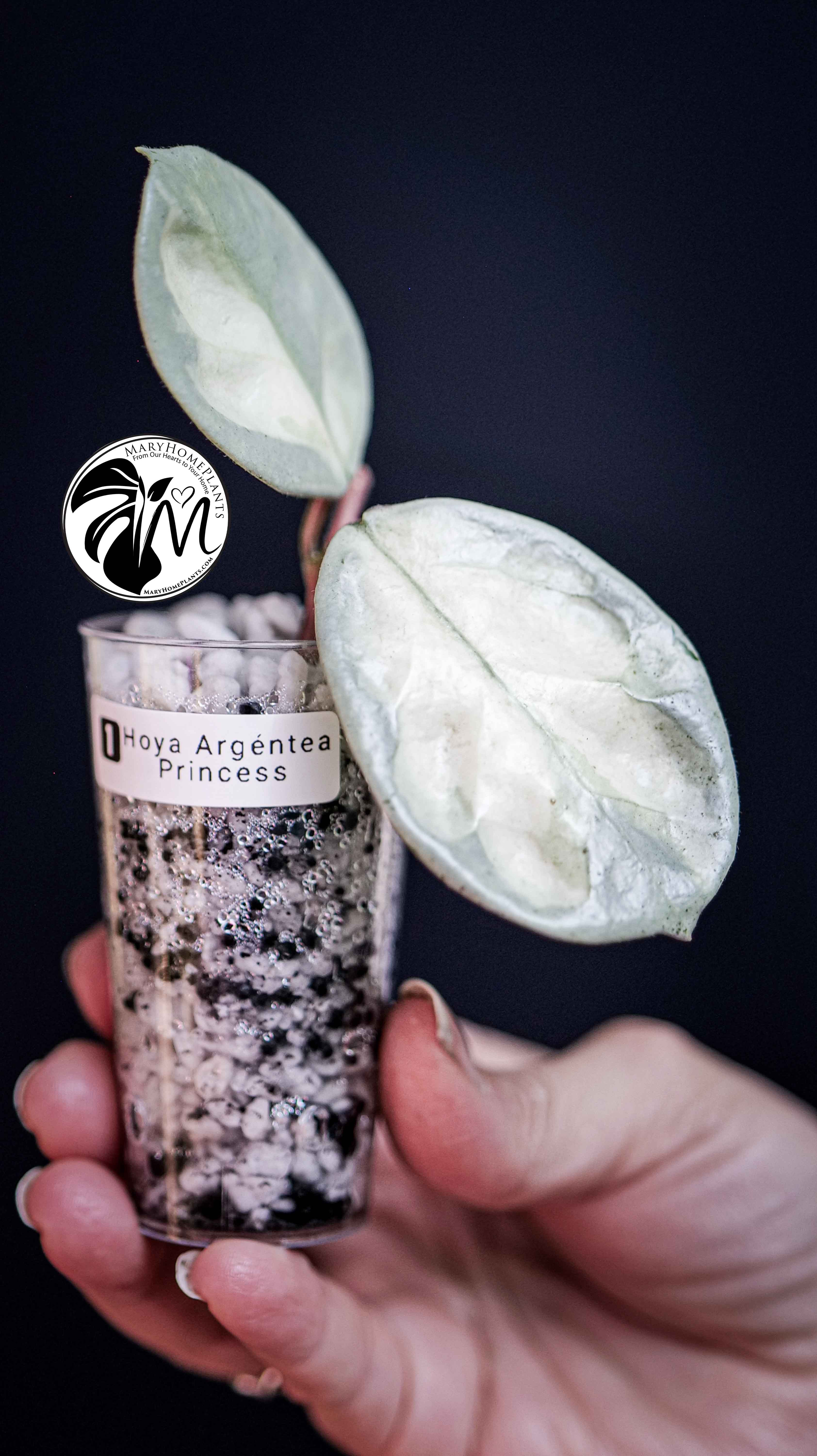 Hoya Argentea Princess