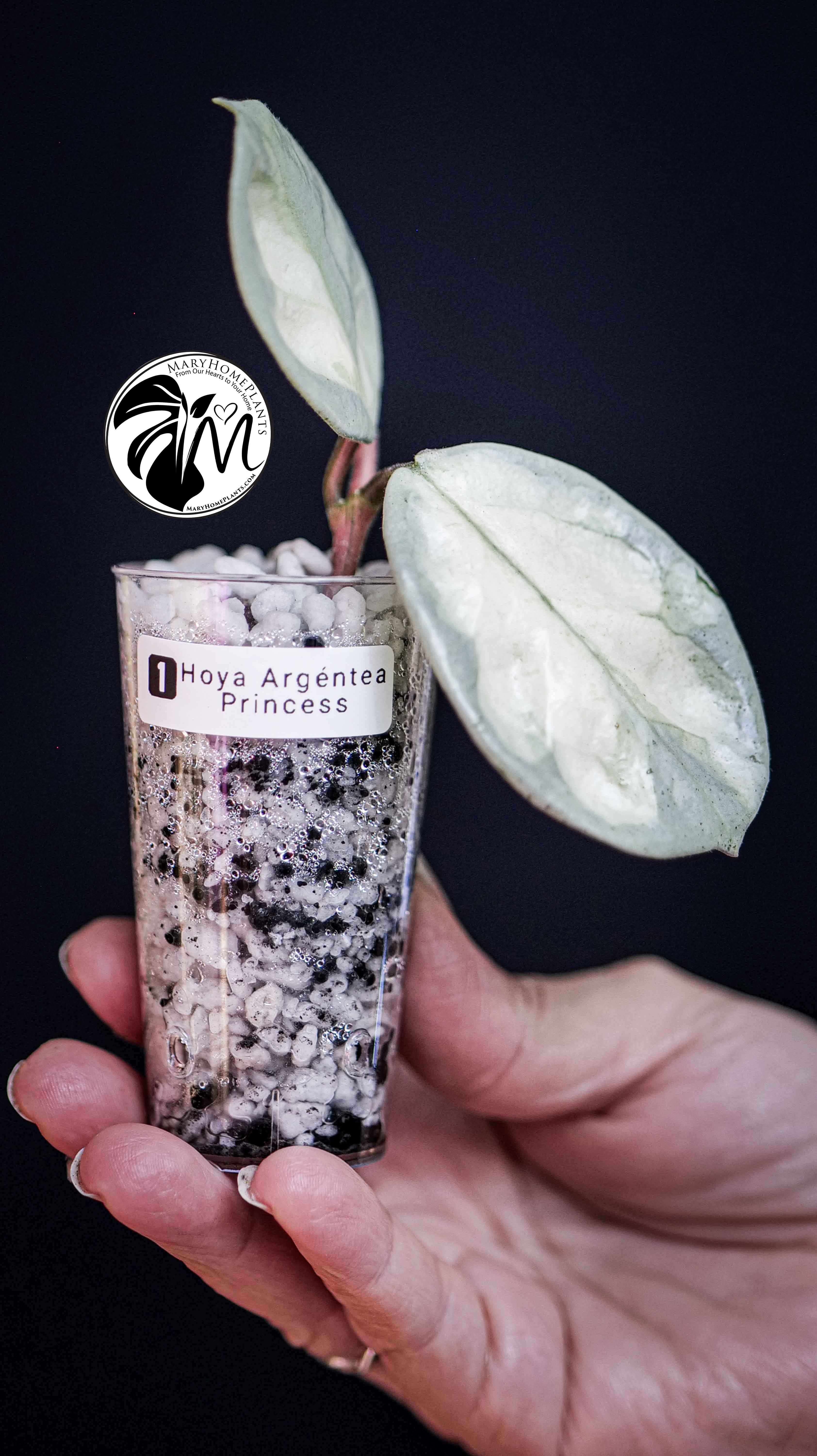 Hoya Argentea Princess