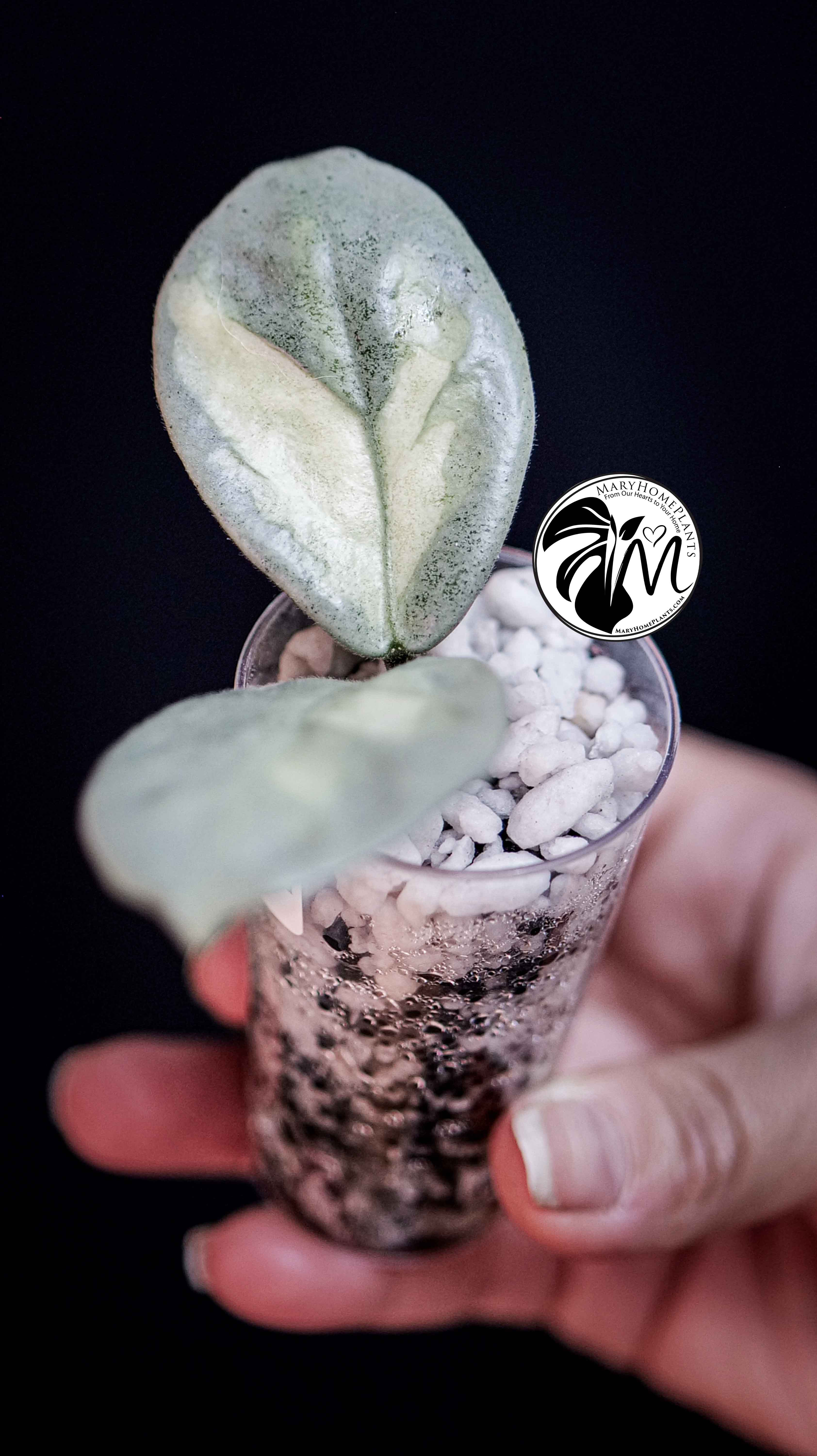 Hoya Argentea Princess