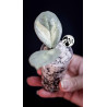 Hoya Argentea Princess